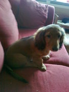 honden foto honden foto van Karin Muller