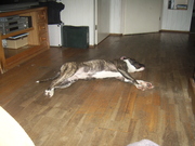 honden foto van ron mourik