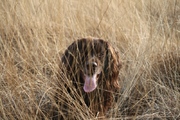 honden foto van Ronald