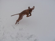 honden foto van chica