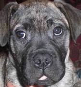 honden foto van f hovius 