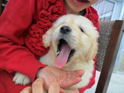 honden foto honden foto van klaartje