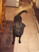 honden foto van seys johan