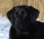 honden foto van Krisje