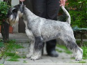 honden foto van Constatin