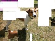 honden foto honden foto van jet