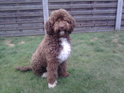 honden foto van Bernadette