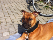 honden foto van ik020588