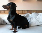 honden foto van Heidi 