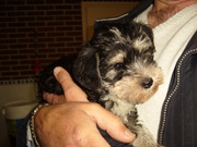 honden foto van nout en bowie