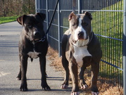 honden foto van leonie