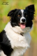 honden foto van Zazouu~