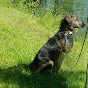 honden foto honden foto van Simba123