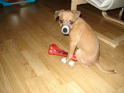 honden foto van beau jently