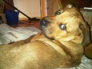 honden foto van chrissie