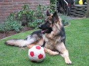 honden foto van kim