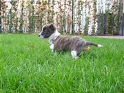 honden foto van shany