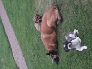 honden foto van bianca