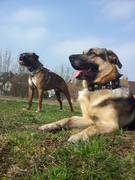 honden foto van Chriskeeee