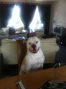 honden foto van miranda