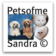 honden foto van Petsofme