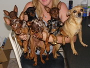 honden foto van sabine