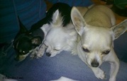 honden foto van Chihuahua Family
