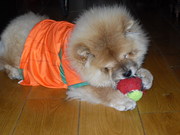 honden foto van Jessica
