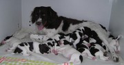 honden foto honden foto van Anno en Elly Jansen.