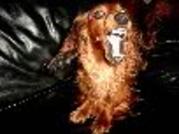 honden foto honden foto van Thea