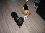 honden foto van nikita de groot