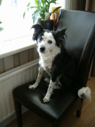 honden foto van Jeannet