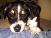 honden foto van katie