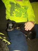 honden foto van Jenifer