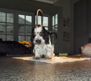 honden foto van yo5je