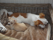 honden foto van Stefanie