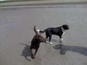 honden foto van Ram en Joery