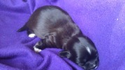 honden foto van Femke