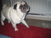 honden foto van Emilie