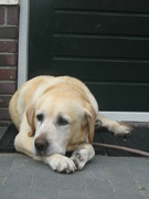 honden foto van Janneke