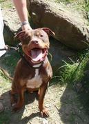 honden foto van paco