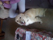 honden foto honden foto van schoefs