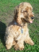 honden foto honden foto van Funkyscrapqueen