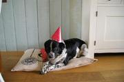 honden foto van Jesse 
