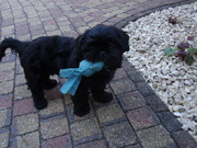 honden foto van Janine