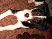 honden foto van De Lathouwer