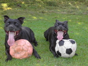 honden foto van nellie raaijmakers 