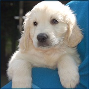 honden foto van Debby