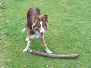 honden foto van Nanda