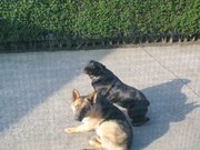honden foto van Marcin